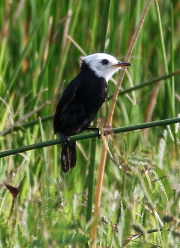 hvithodetyrann - ML647101324