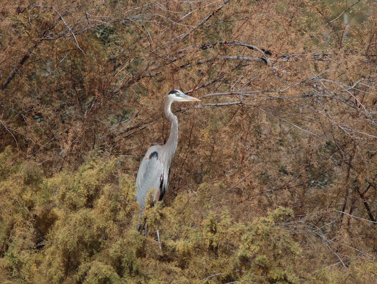 Great Blue Heron - ML647101325
