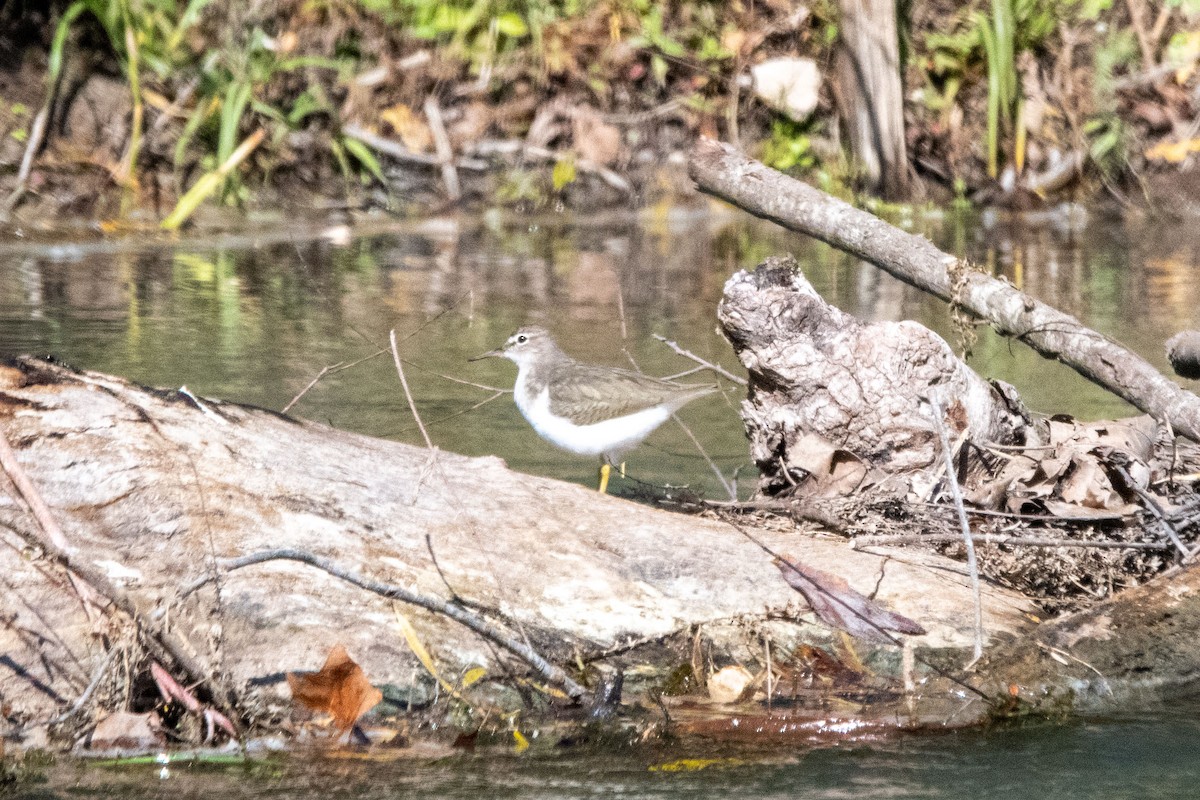 Drosseluferläufer - ML647101328