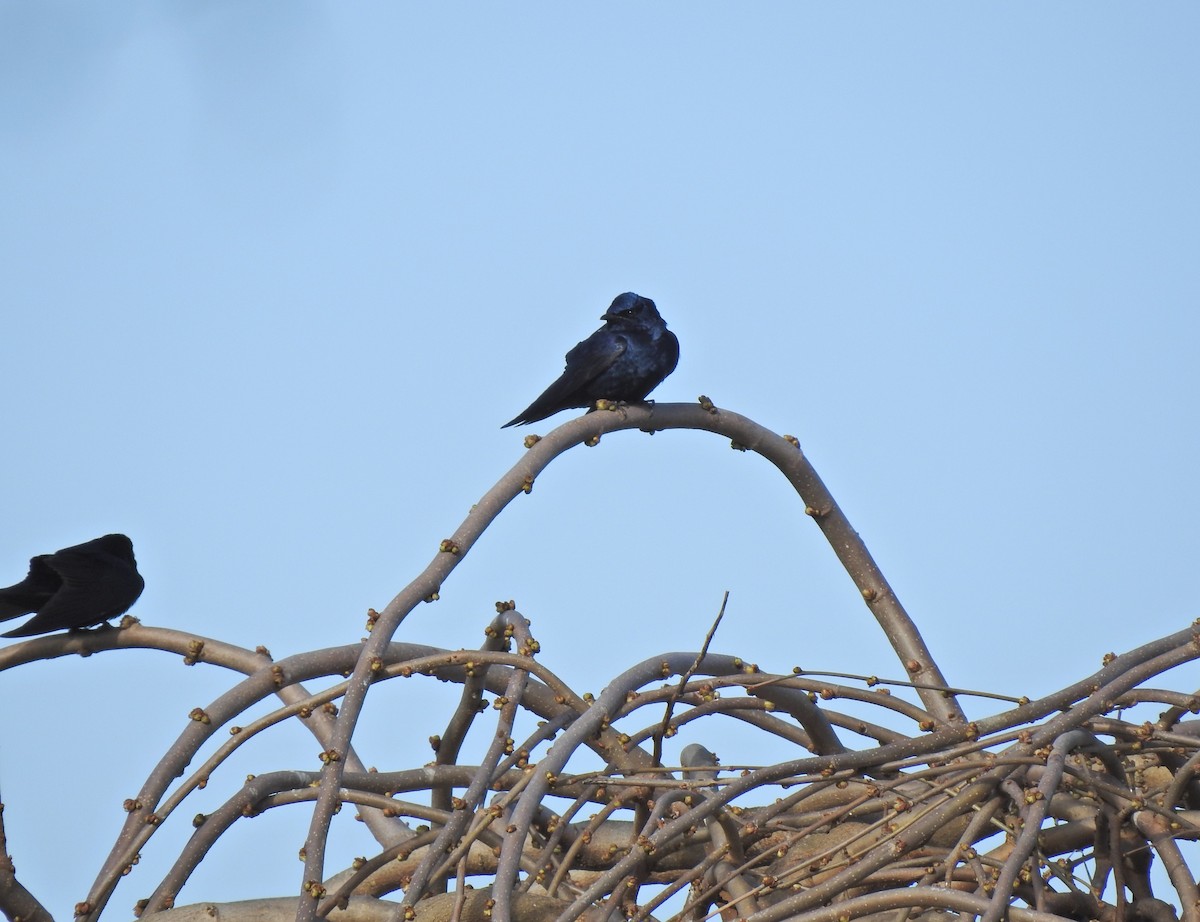 ムラサキツバメ - ML647101329