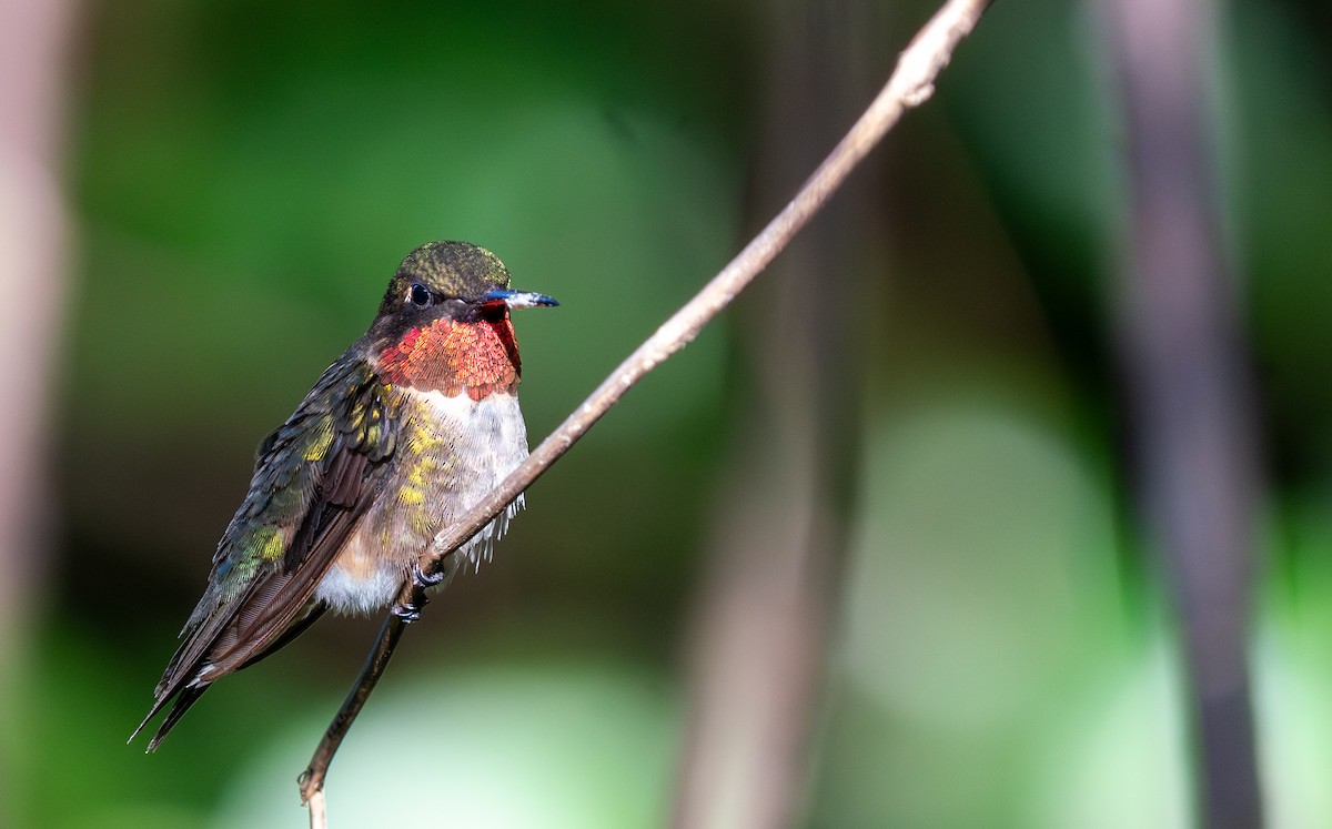 Ruby-throated Hummingbird - ML647101331