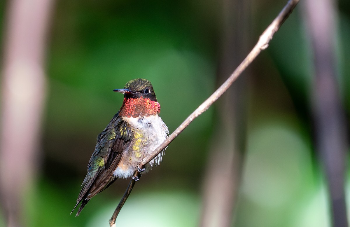 Ruby-throated Hummingbird - ML647101332