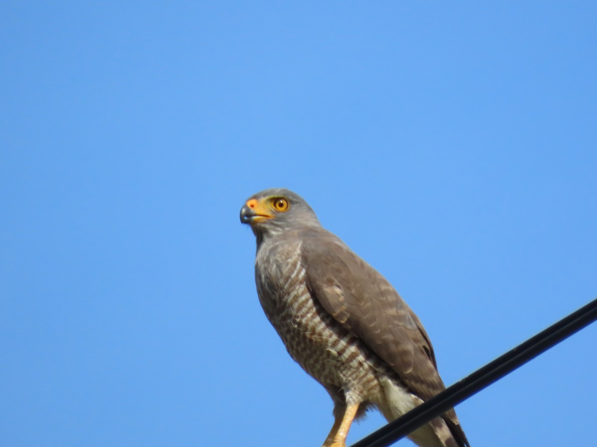 Roadside Hawk - ML647101334