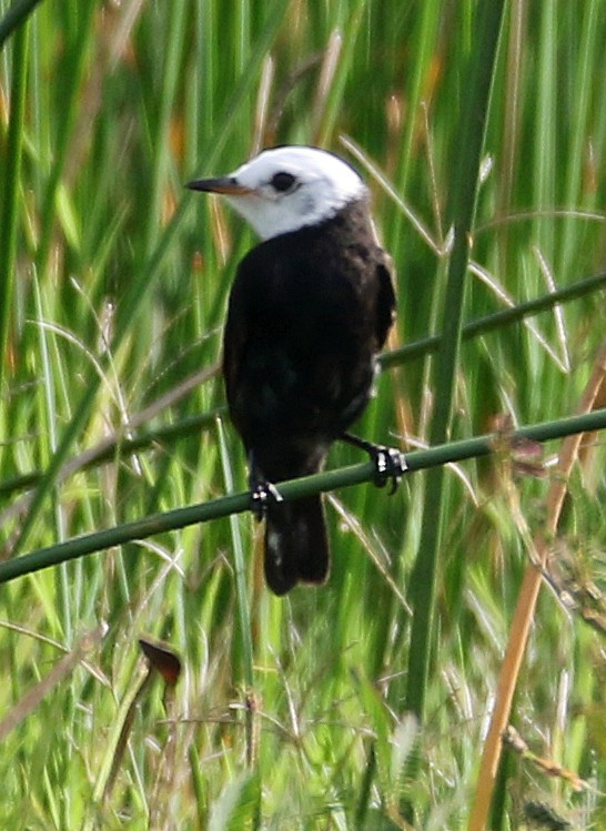 hvithodetyrann - ML647101340