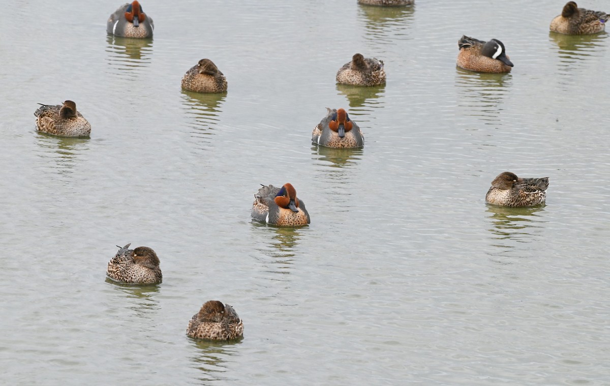 Green-winged Teal - ML647101341