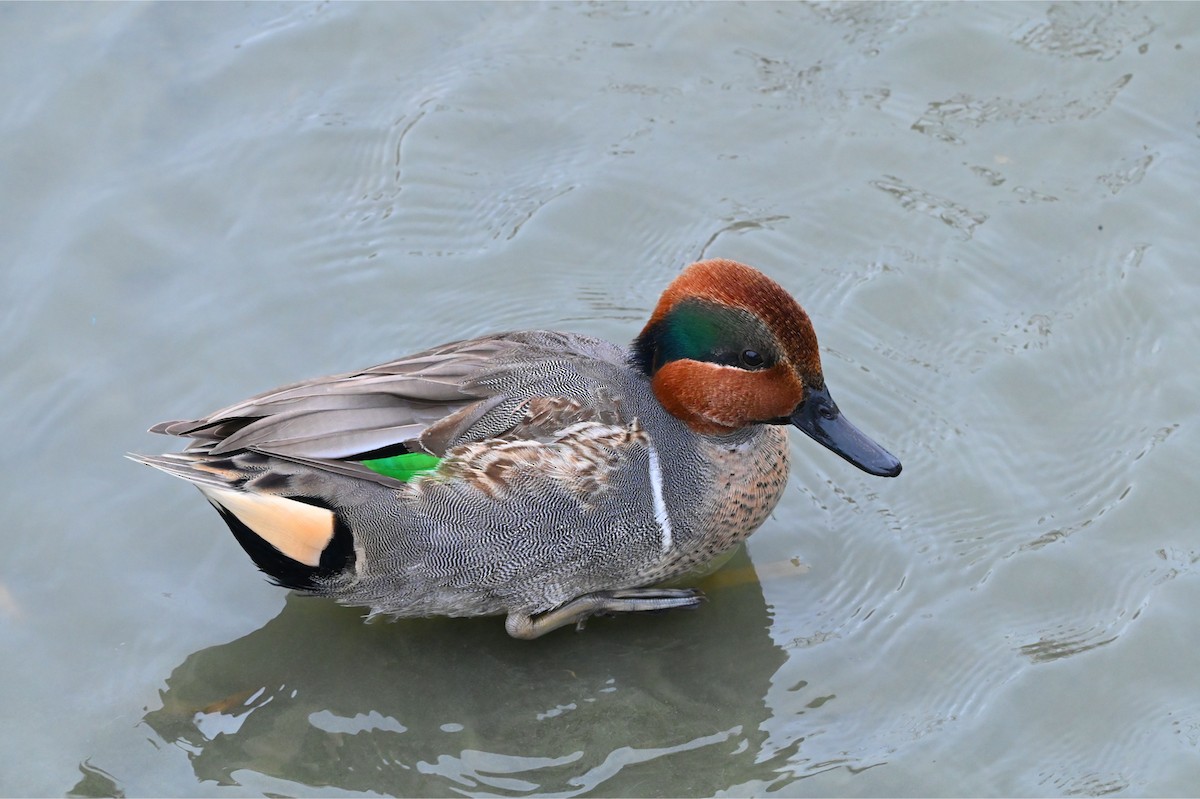 Green-winged Teal - ML647101342