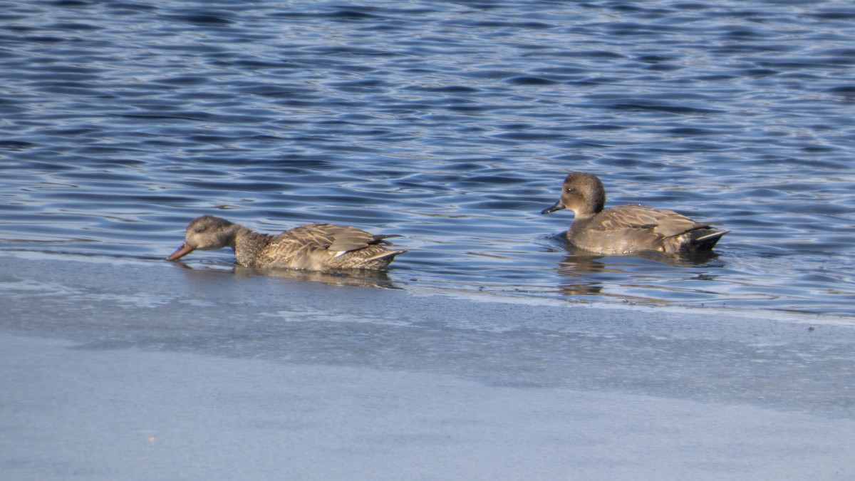 kopřivka obecná - ML647101349