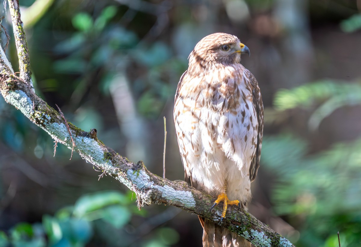 káně páskovaná - ML647101350