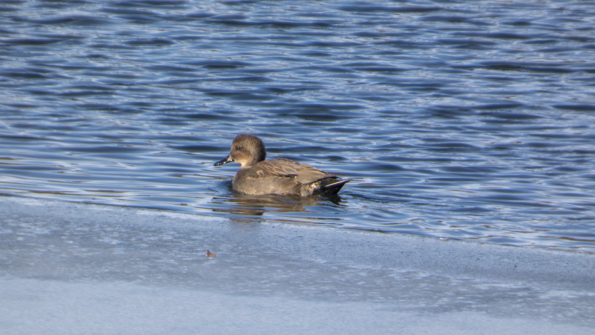 kopřivka obecná - ML647101351