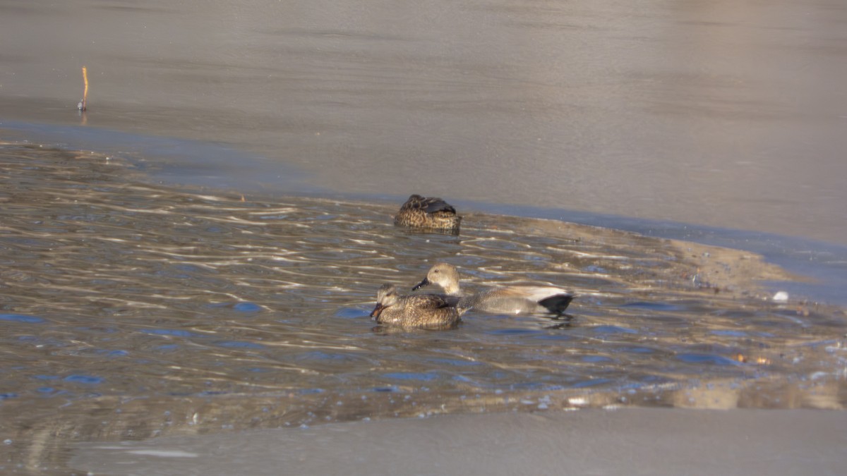 kopřivka obecná - ML647101352