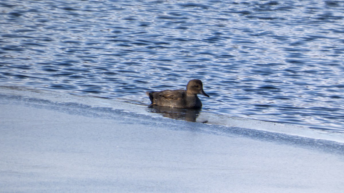 kopřivka obecná - ML647101353