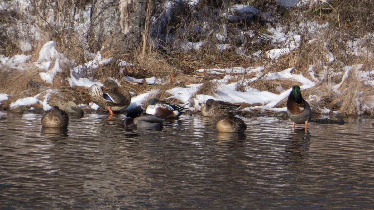 Mestolone - ML647101355