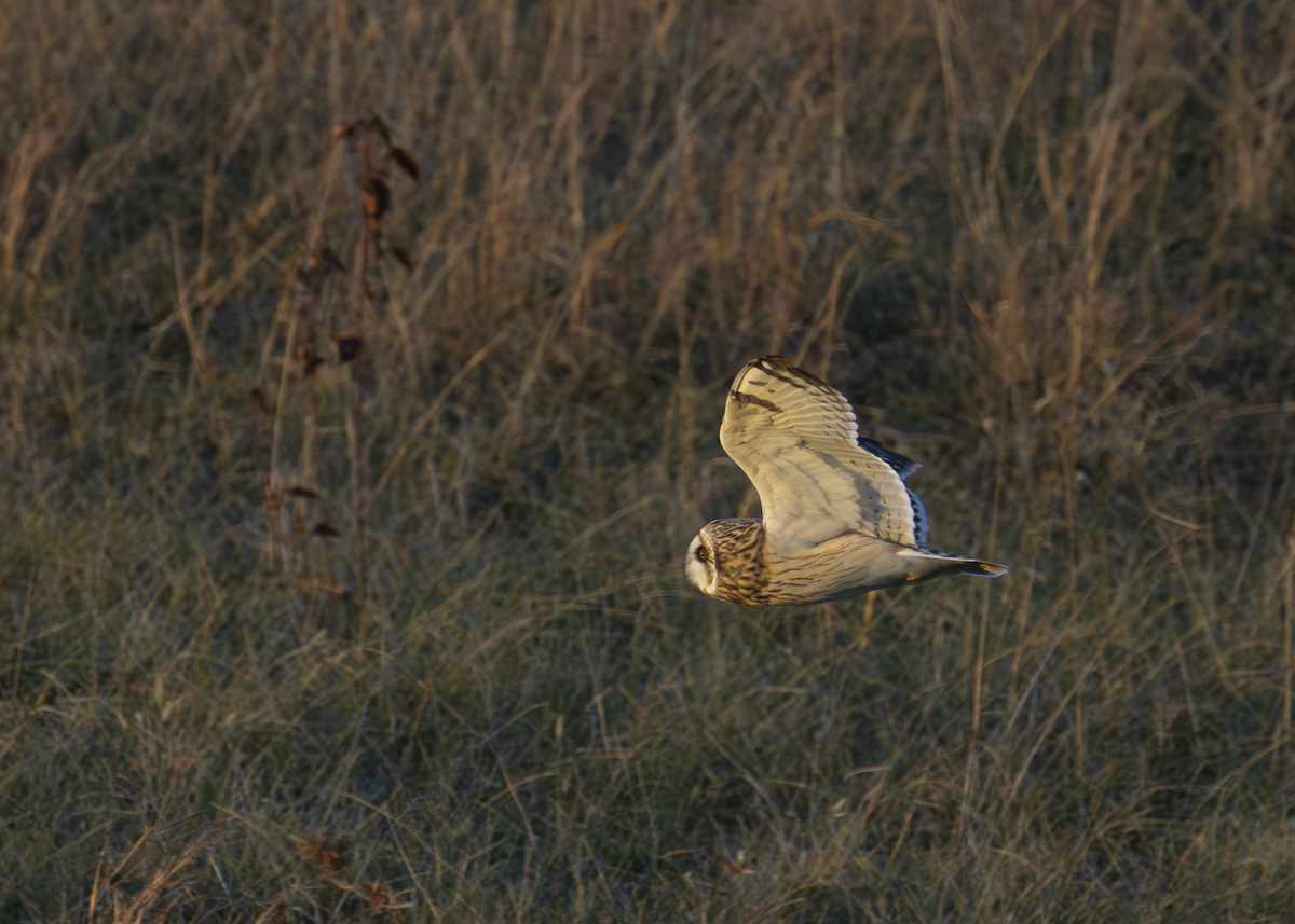 Сова болотяна - ML647101356