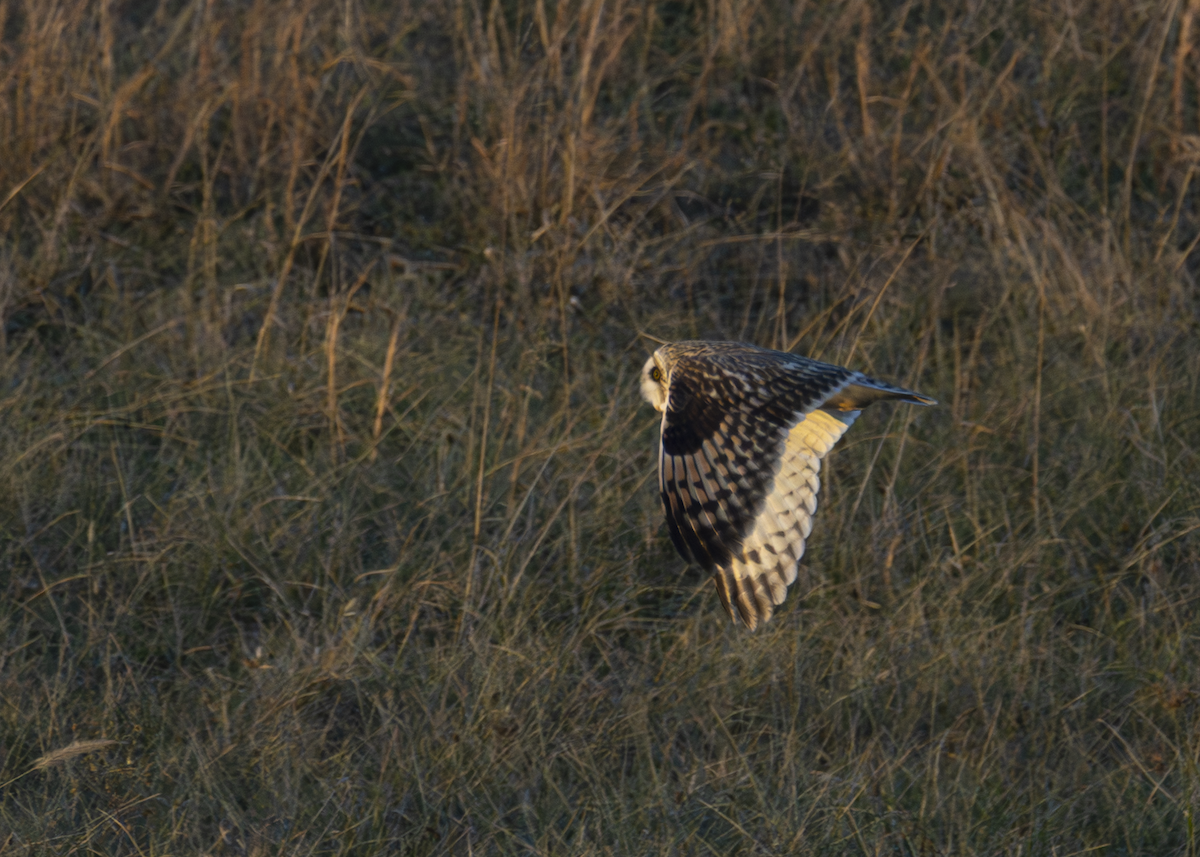 Сова болотяна - ML647101357