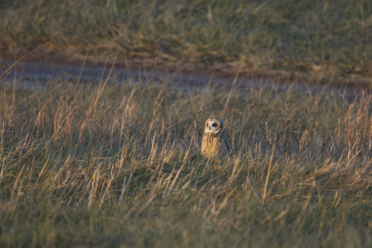 Сова болотяна - ML647101358