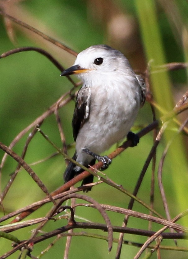 hvithodetyrann - ML647101359