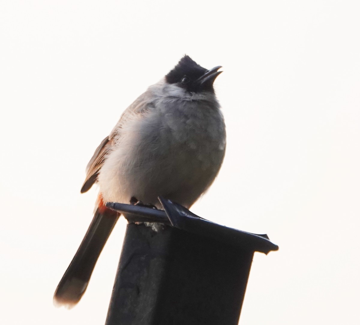 Bulbul Ventridorado - ML647101360