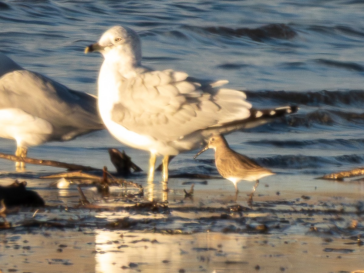 Alpenstrandläufer - ML647101361