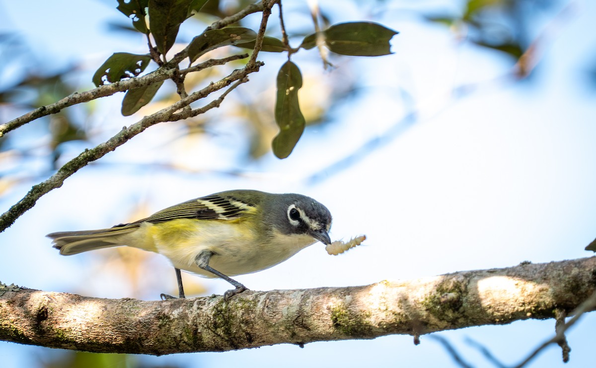 zelenáček brýlový - ML647101362