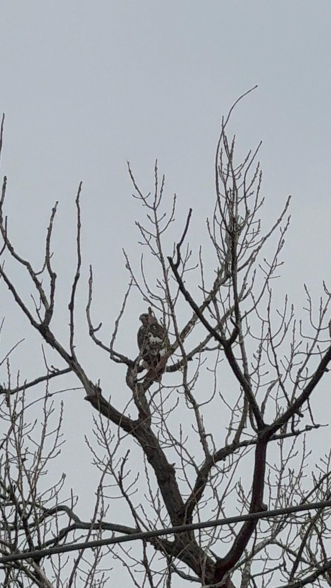 Red-tailed Hawk - ML647101363