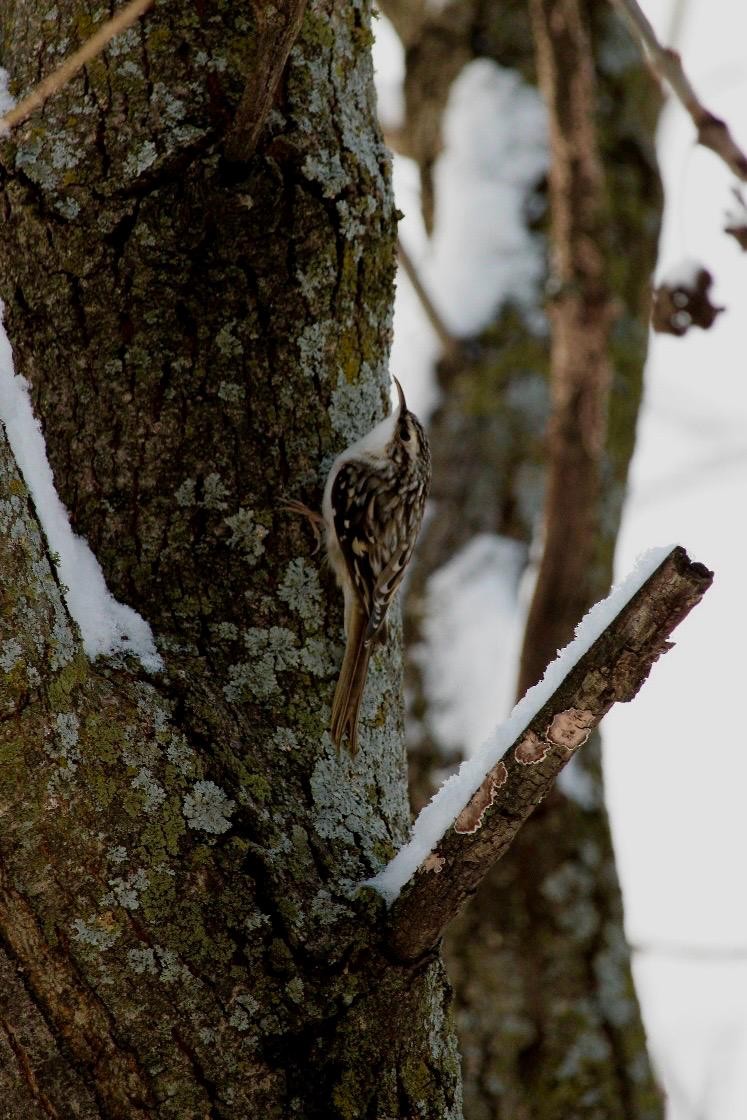 Brown Creeper - ML647101364