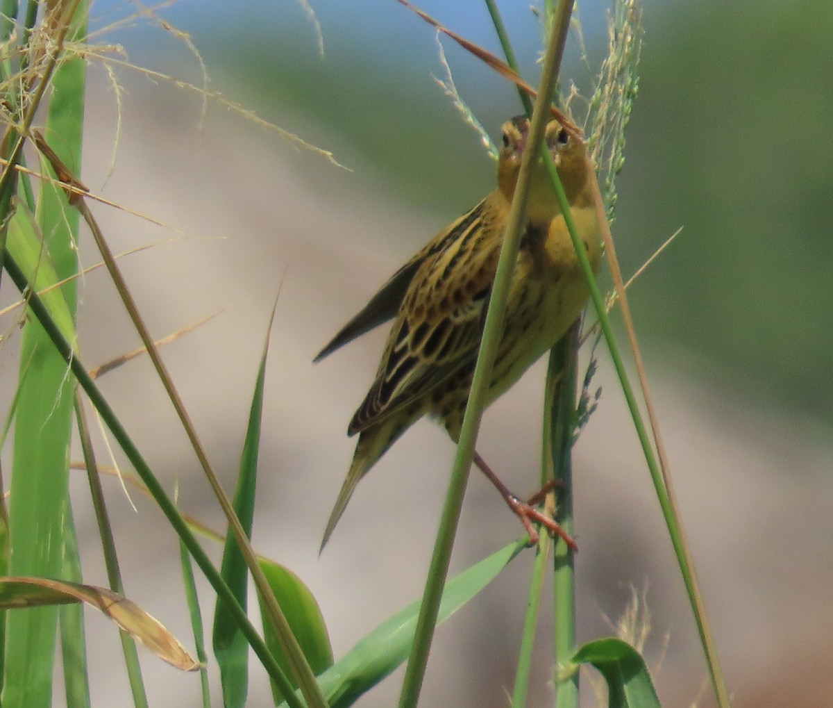 Bobolink - ML647101365