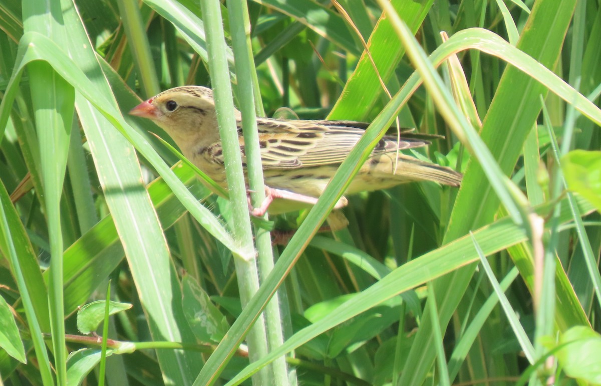 Bobolink - ML647101366