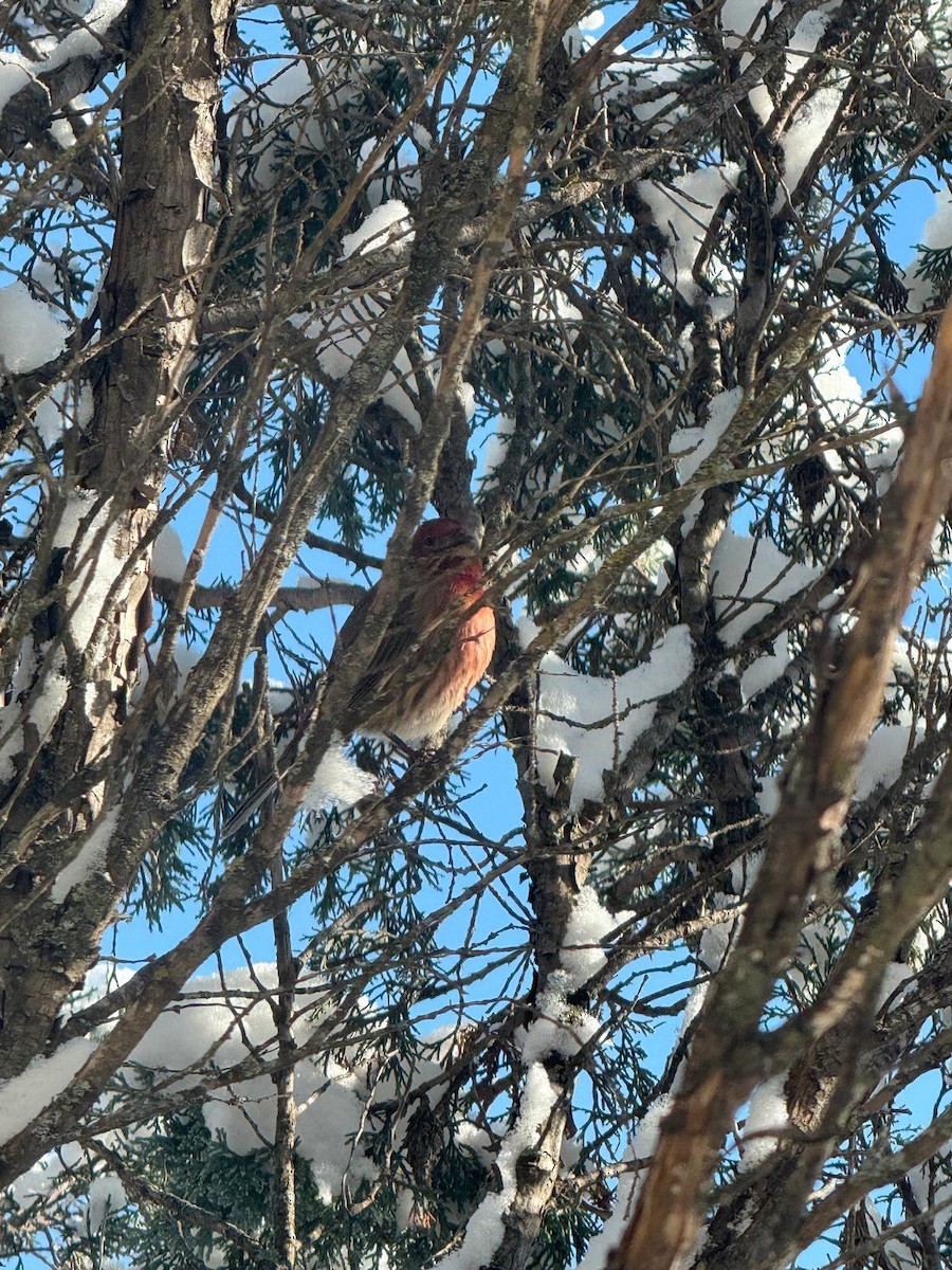House Finch - ML647101369