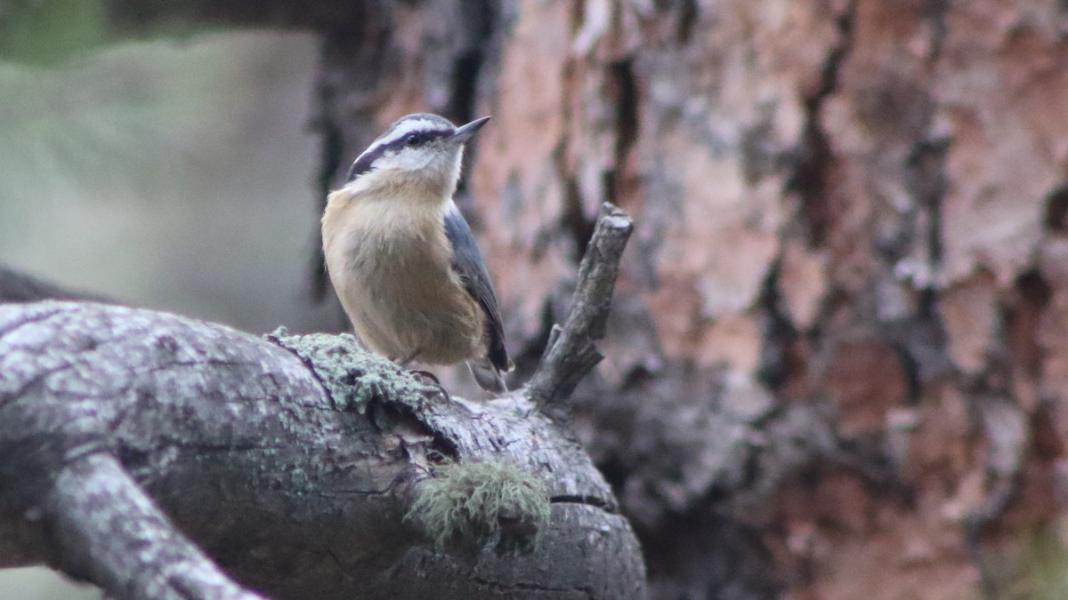 Rotbrustkleiber - ML647101376