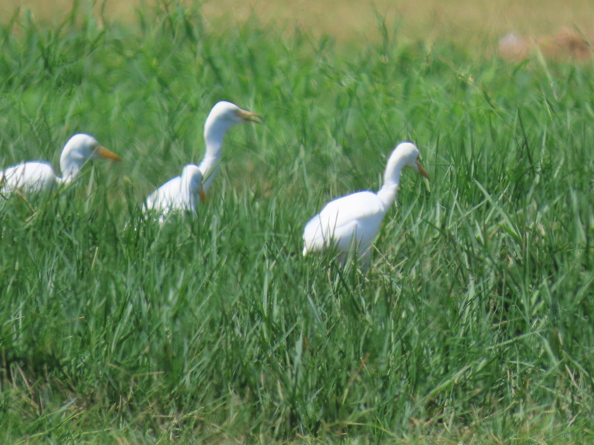 Western Cattle-Egret - ML647101377