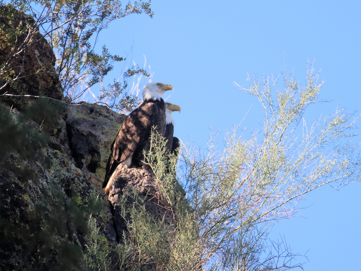 Bald Eagle - ML647101378