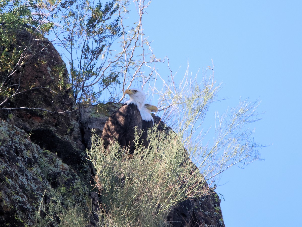 Bald Eagle - ML647101379