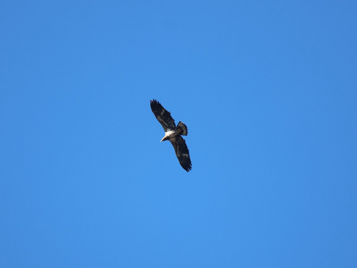 Bald Eagle - ML647101382