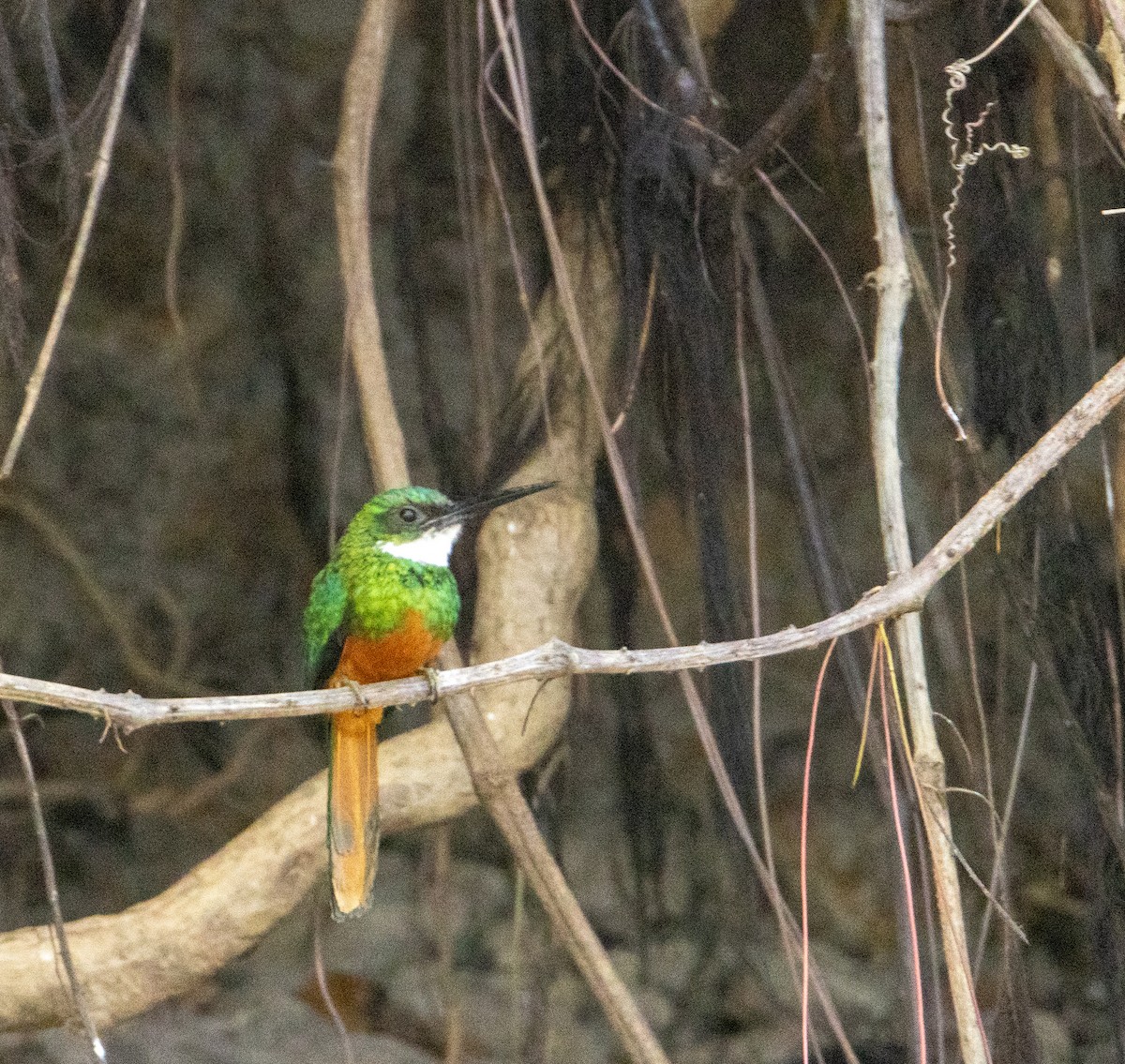 Rufous-tailed Jacamar - ML647101384