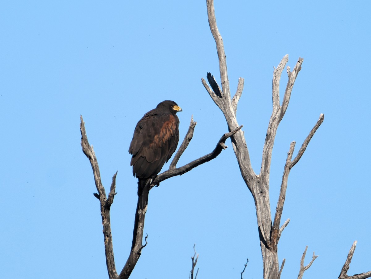 栗翅鷹 - ML647101388