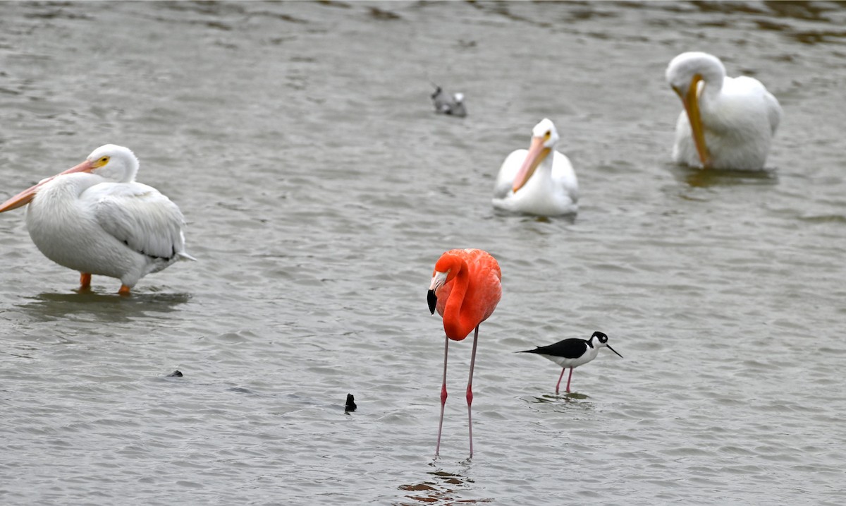 American Flamingo - ML647101391
