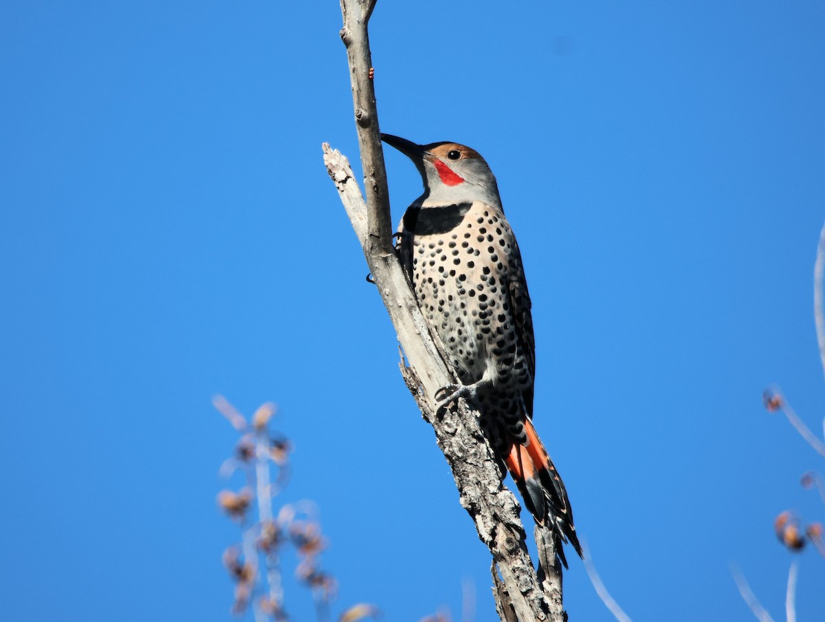 Northern Flicker (Red-shafted) - ML647101403