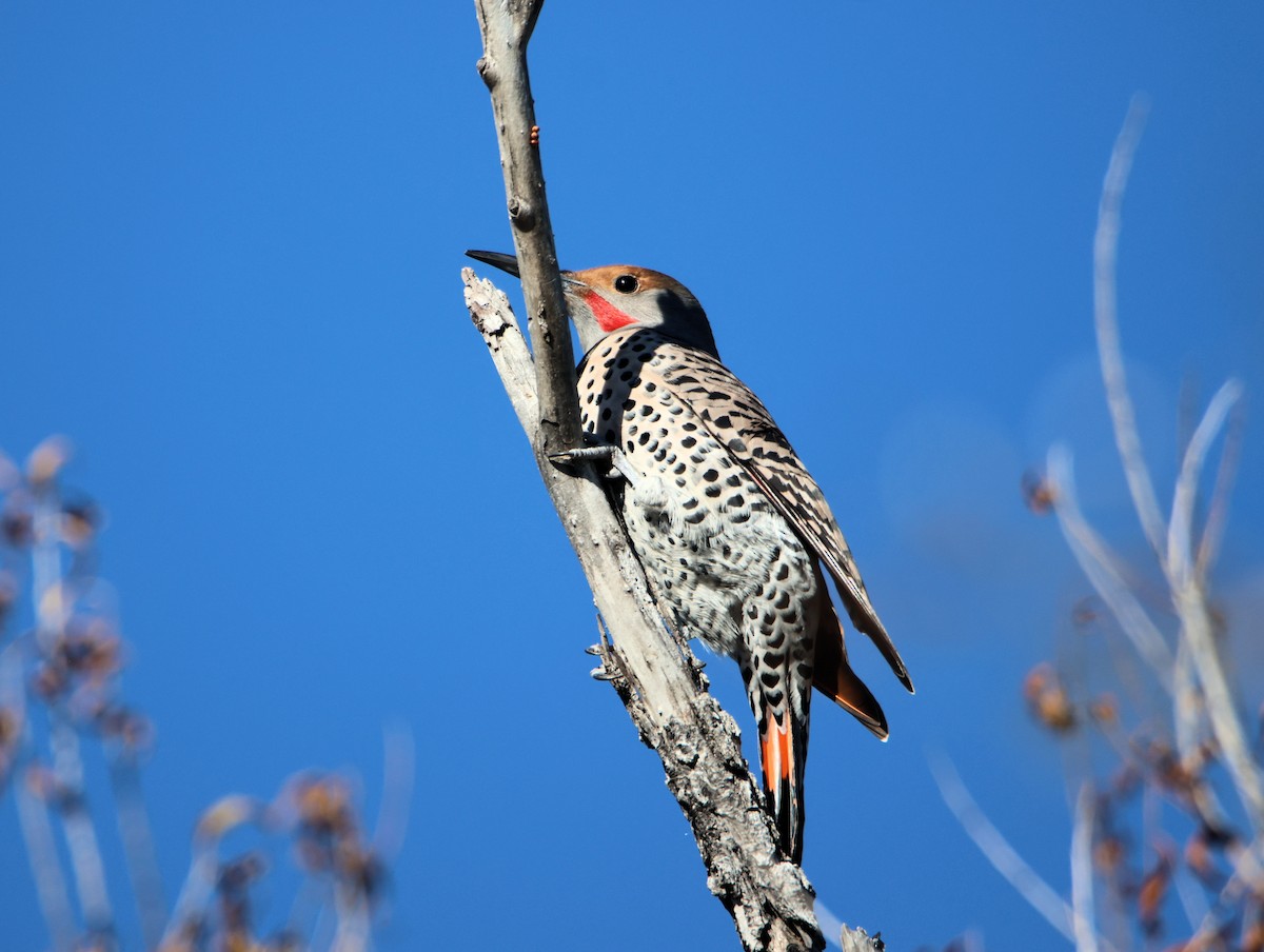 Northern Flicker (Red-shafted) - ML647101404