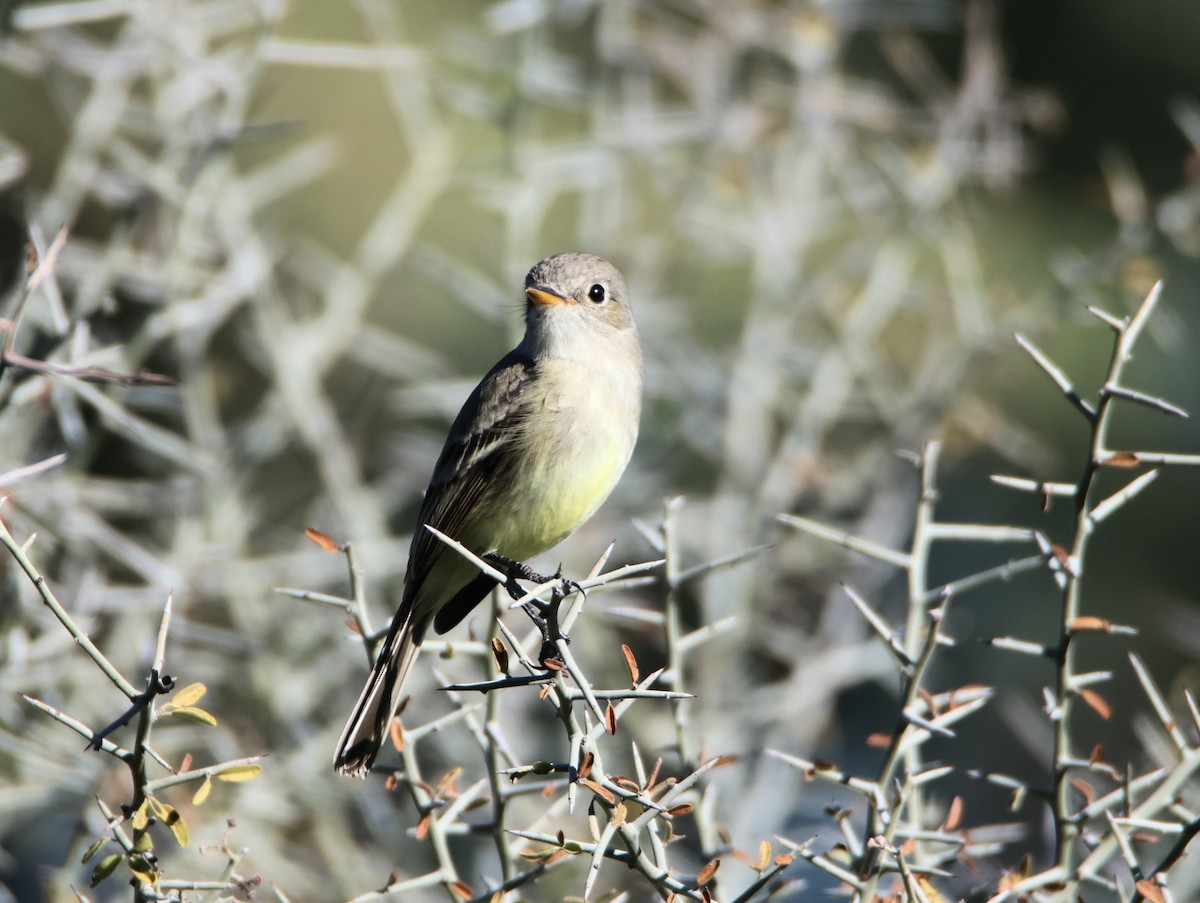 Gray Flycatcher - ML647101408
