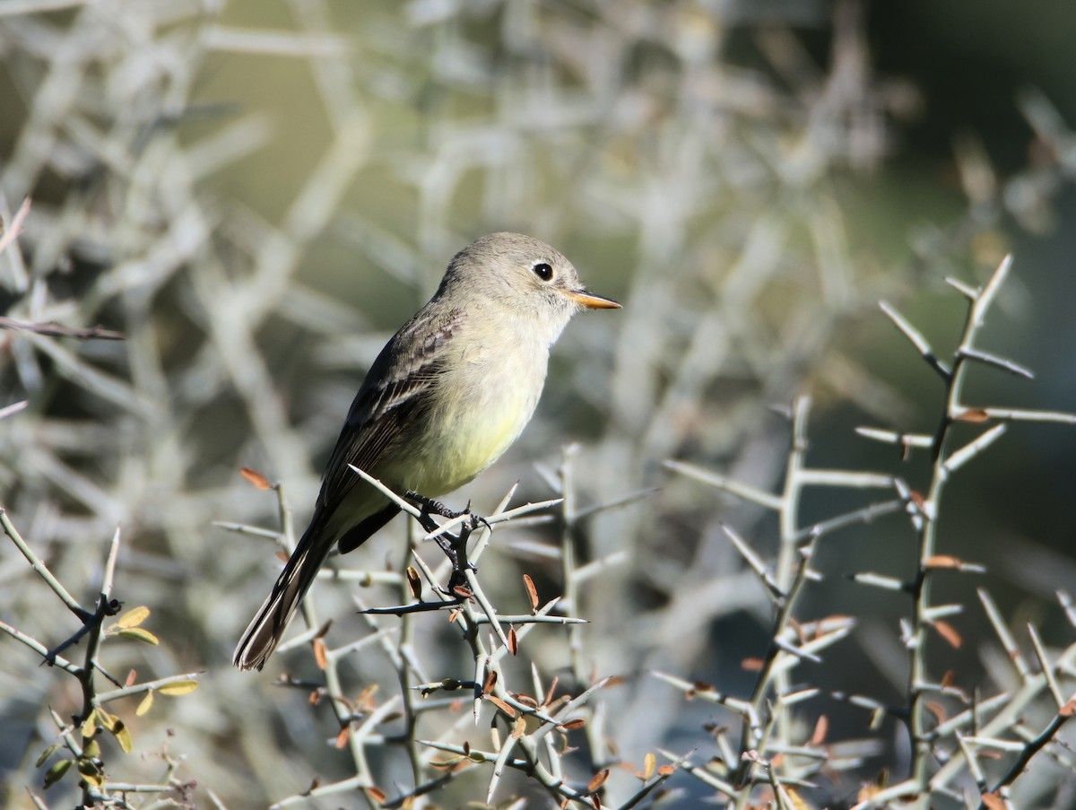 Gray Flycatcher - ML647101409