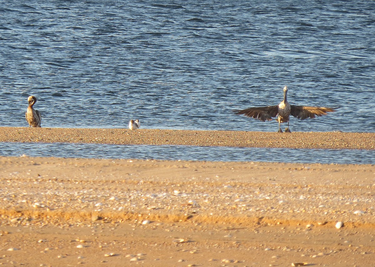 Brown Pelican - ML64710141