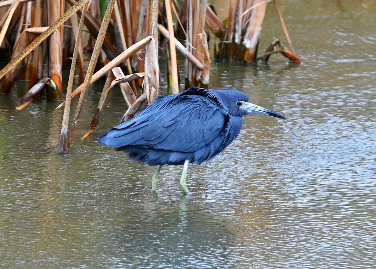 Little Blue Heron - ML647101412