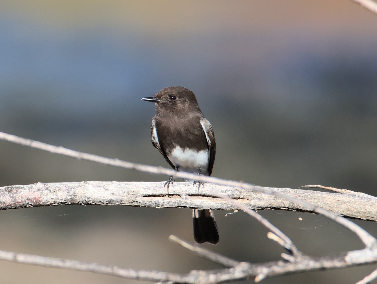 Black Phoebe - ML647101413