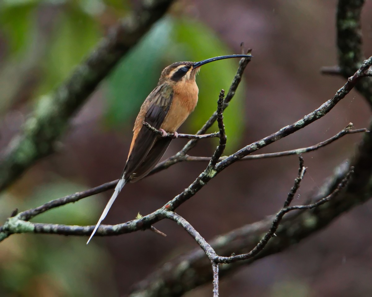 Planalto Hermit - ML647101416