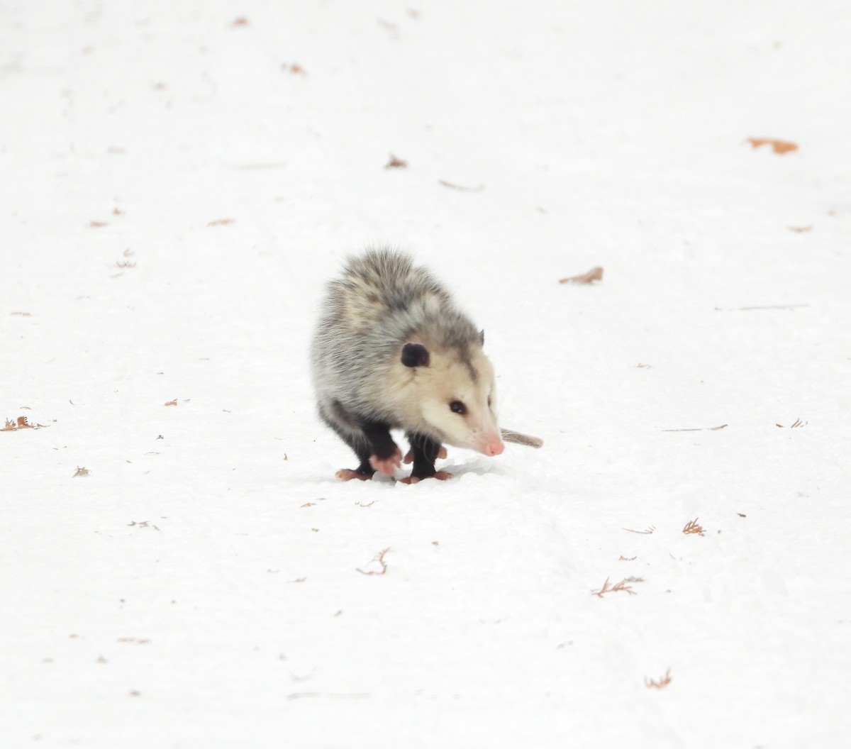 Mammifères - ML647101419