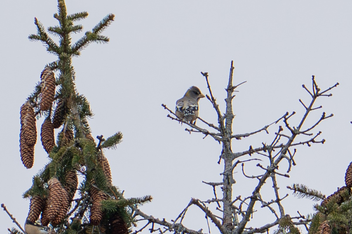 Evening Grosbeak - ML647101420