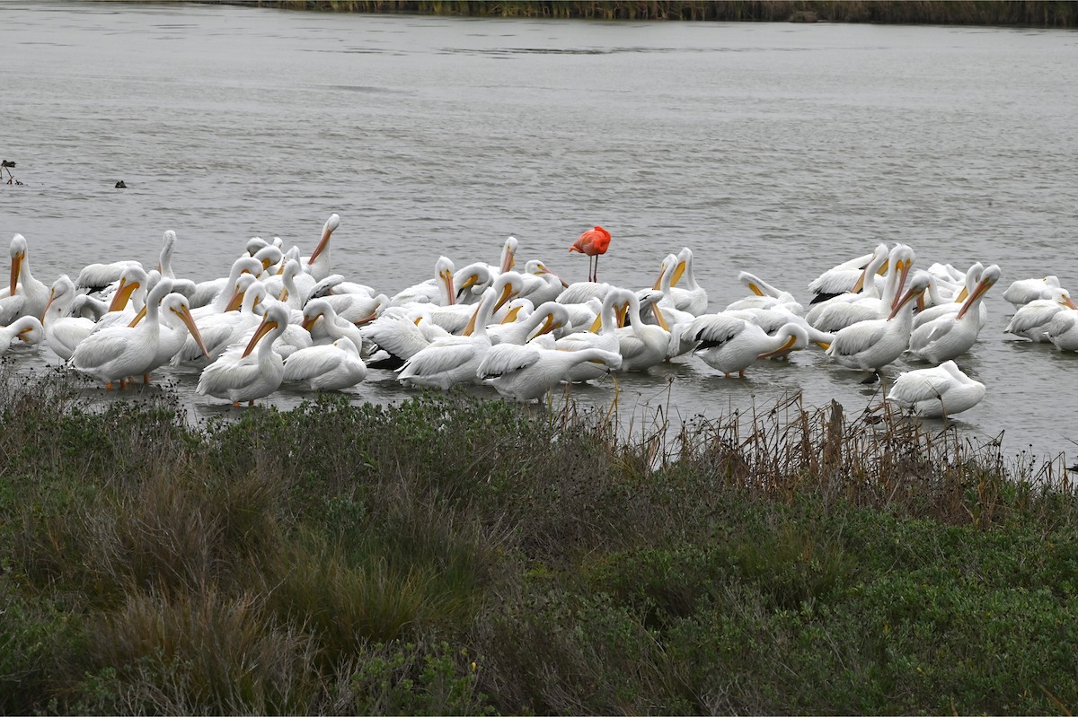 American White Pelican - ML647101421
