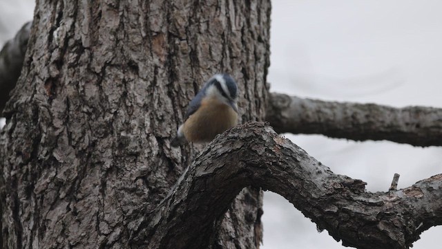 Red-breasted Nuthatch - ML647101426