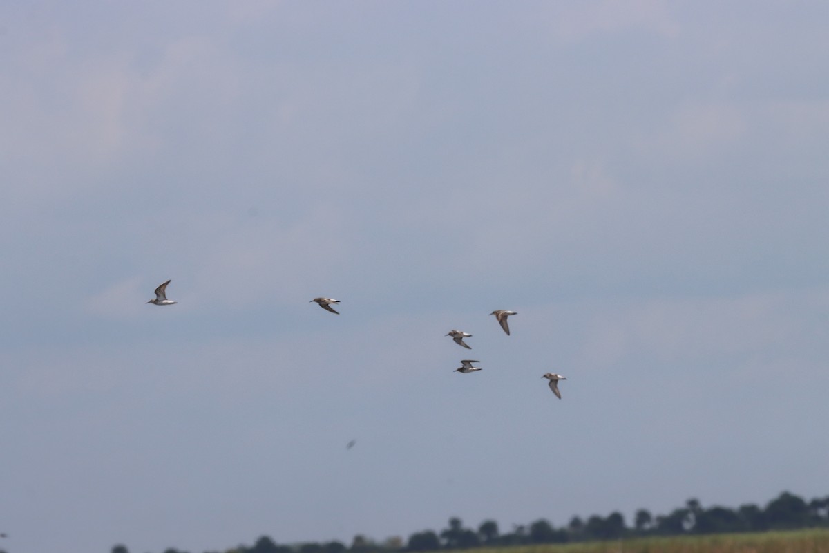 Weißbürzel-Strandläufer - ML647101427