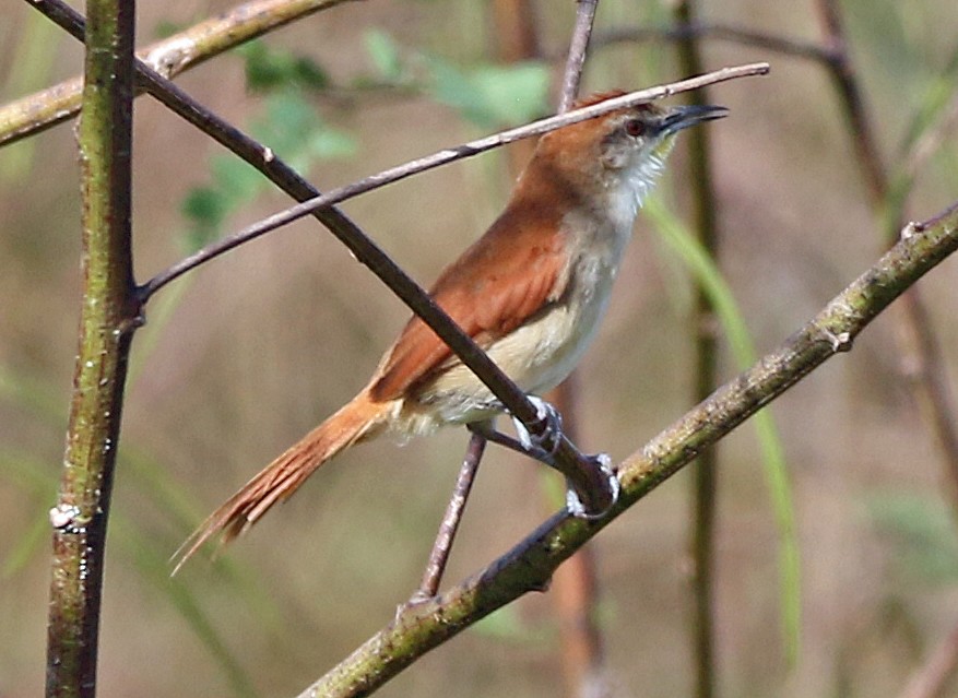 Yellow-chinned Spinetail - ML647101428